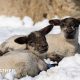 Two lambs lie in a snowy field