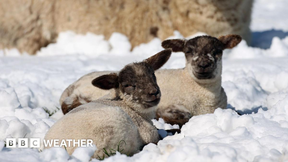 Two lambs lie in a snowy field