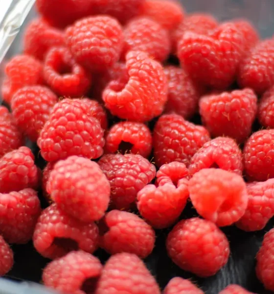 Why Raspberries Have Black Sheets But Strawberries Don't