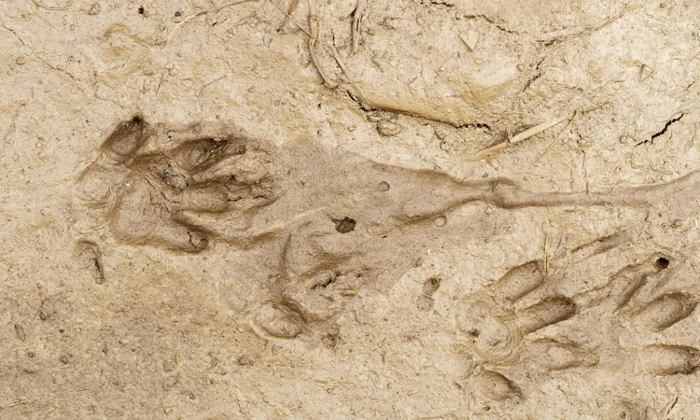 How Can I Tell If My Garden Has A Hedgehog?