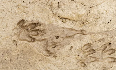 How Can I Tell If My Garden Has A Hedgehog?