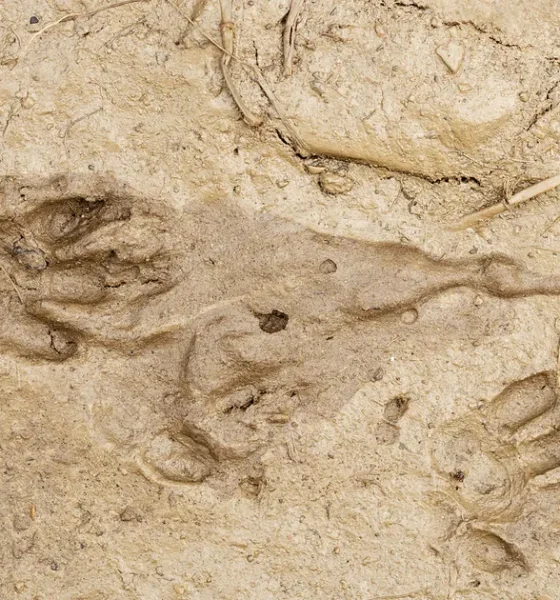 How Can I Tell If My Garden Has A Hedgehog?