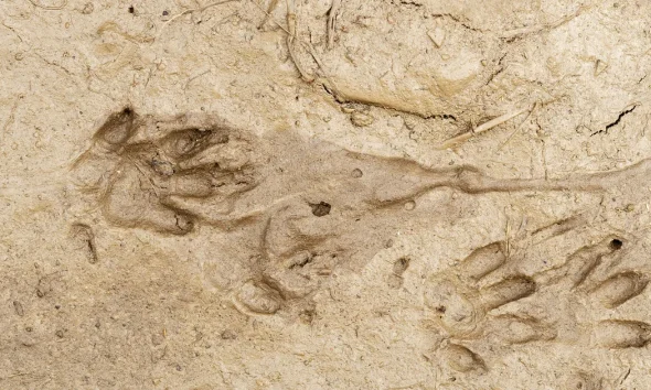 How Can I Tell If My Garden Has A Hedgehog?