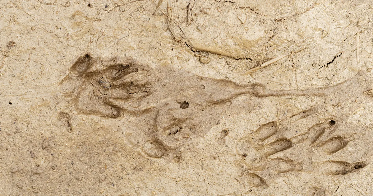 How Can I Tell If My Garden Has A Hedgehog?