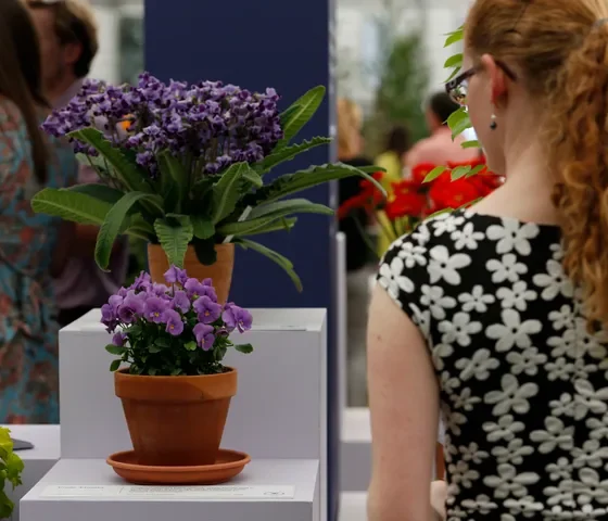 Viola 'Floella', lower, and Streptocarpus 'Supernova', top