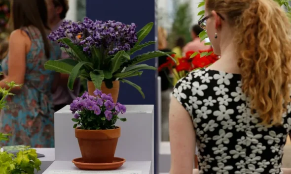 Viola 'Floella', lower, and Streptocarpus 'Supernova', top