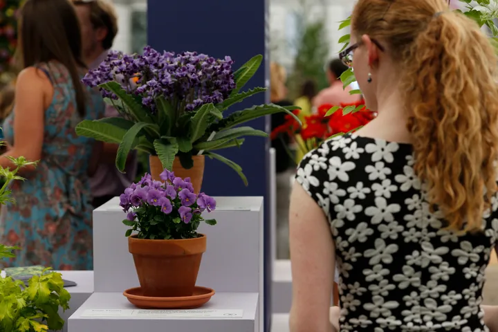 Viola 'Floella', lower, and Streptocarpus 'Supernova', top