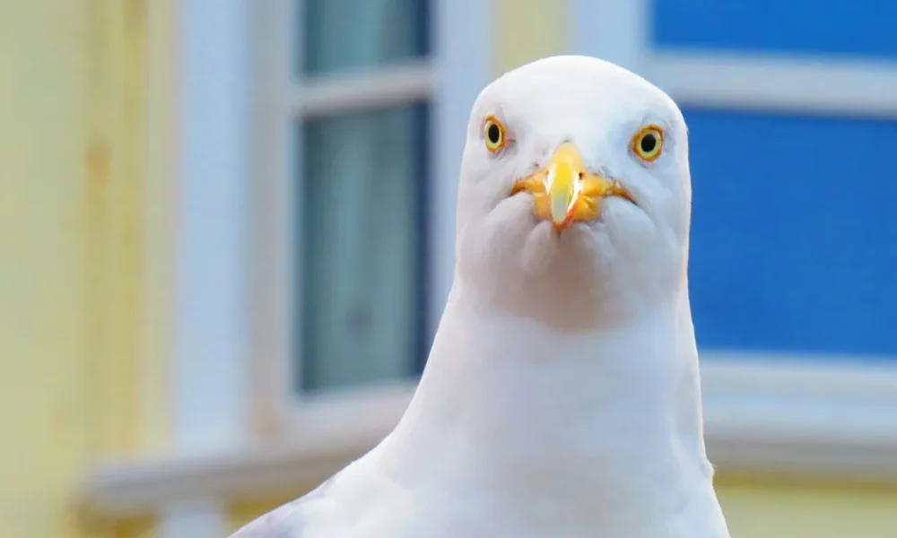 How To Stop Gulls From Eating Your Chips