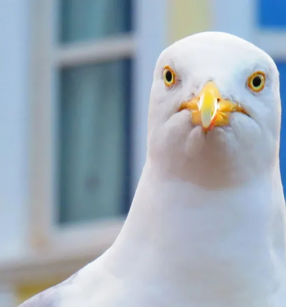 How To Stop Gulls From Eating Your Chips