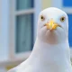 How To Stop Gulls From Eating Your Chips