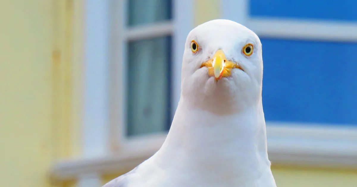 How To Stop Gulls From Eating Your Chips