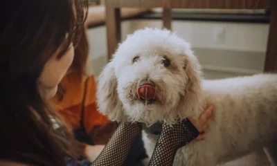 Getting a poodle, which is often marketed as hypoallergenic, does not guarantee you won't be allergic to your dog, studies find.