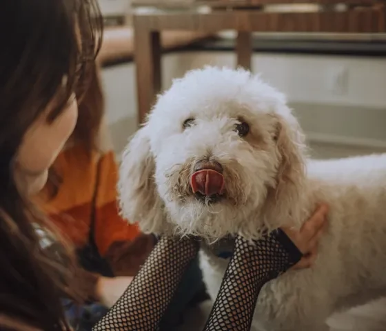 Getting a poodle, which is often marketed as hypoallergenic, does not guarantee you won't be allergic to your dog, studies find.