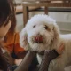 Getting a poodle, which is often marketed as hypoallergenic, does not guarantee you won't be allergic to your dog, studies find.
