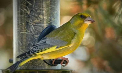 Bird Feeding Can Harm Some Species: 6 Ways To Do It Safely
