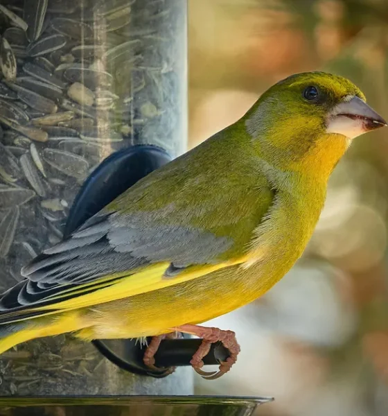 Bird Feeding Can Harm Some Species: 6 Ways To Do It Safely