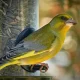 Bird Feeding Can Harm Some Species: 6 Ways To Do It Safely