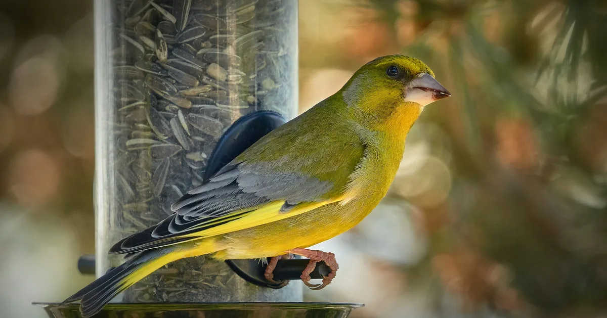Bird Feeding Can Harm Some Species: 6 Ways To Do It Safely