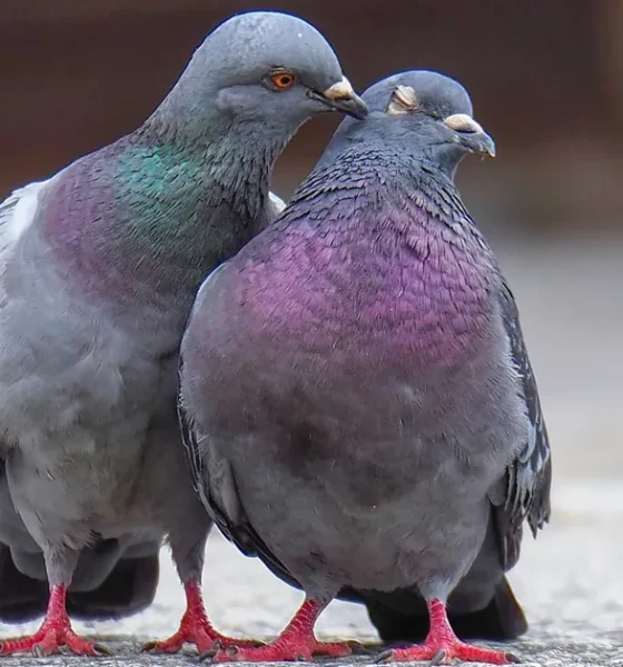 We Tamed Pigeons, Then Abandoned Them: 5 Ways To Help
