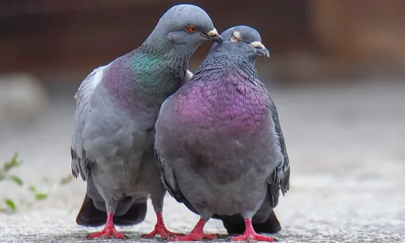 We Tamed Pigeons, Then Abandoned Them: 5 Ways To Help