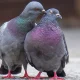 We Tamed Pigeons, Then Abandoned Them: 5 Ways To Help
