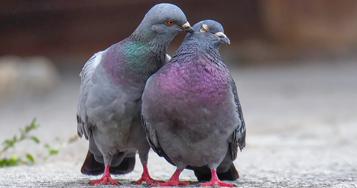 We Tamed Pigeons, Then Abandoned Them: 5 Ways To Help