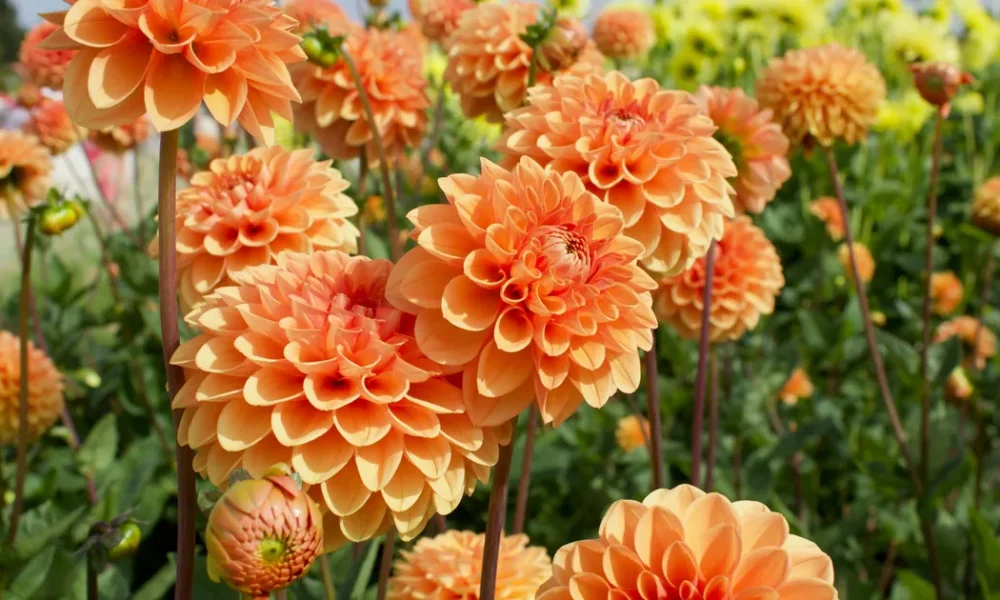 When Should I Plant Dahlias Outdoors?