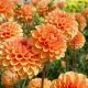 When Should I Plant Dahlias Outdoors?