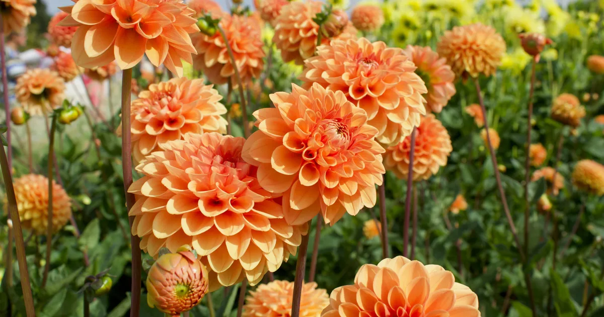 When Should I Plant Dahlias Outdoors?