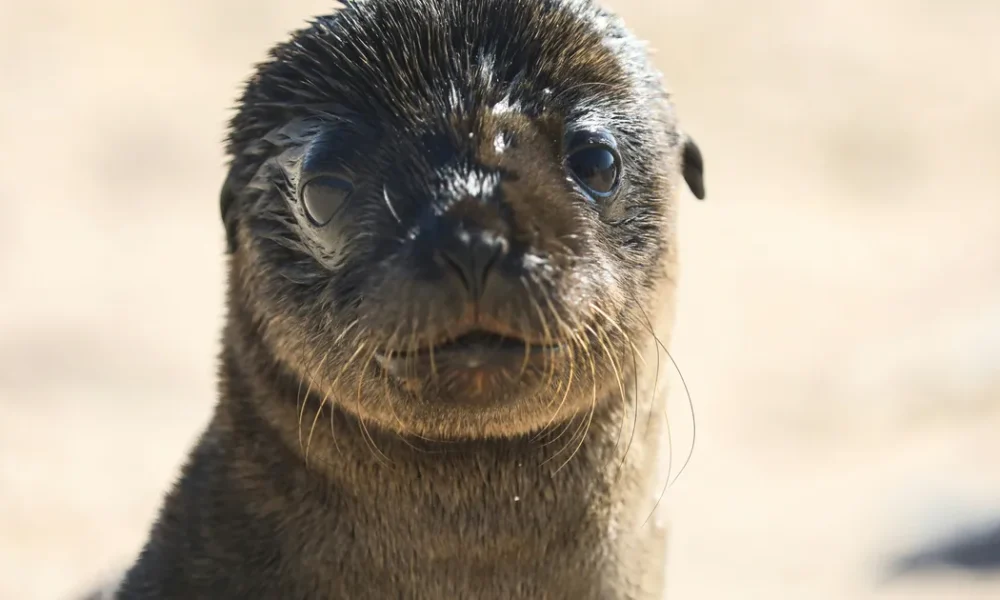 Sealioning: Meaning And What to Do If It Happens