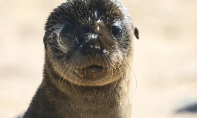 Sealioning: Meaning And What to Do If It Happens