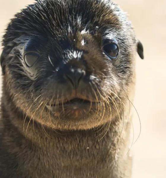 Sealioning: Meaning And What to Do If It Happens