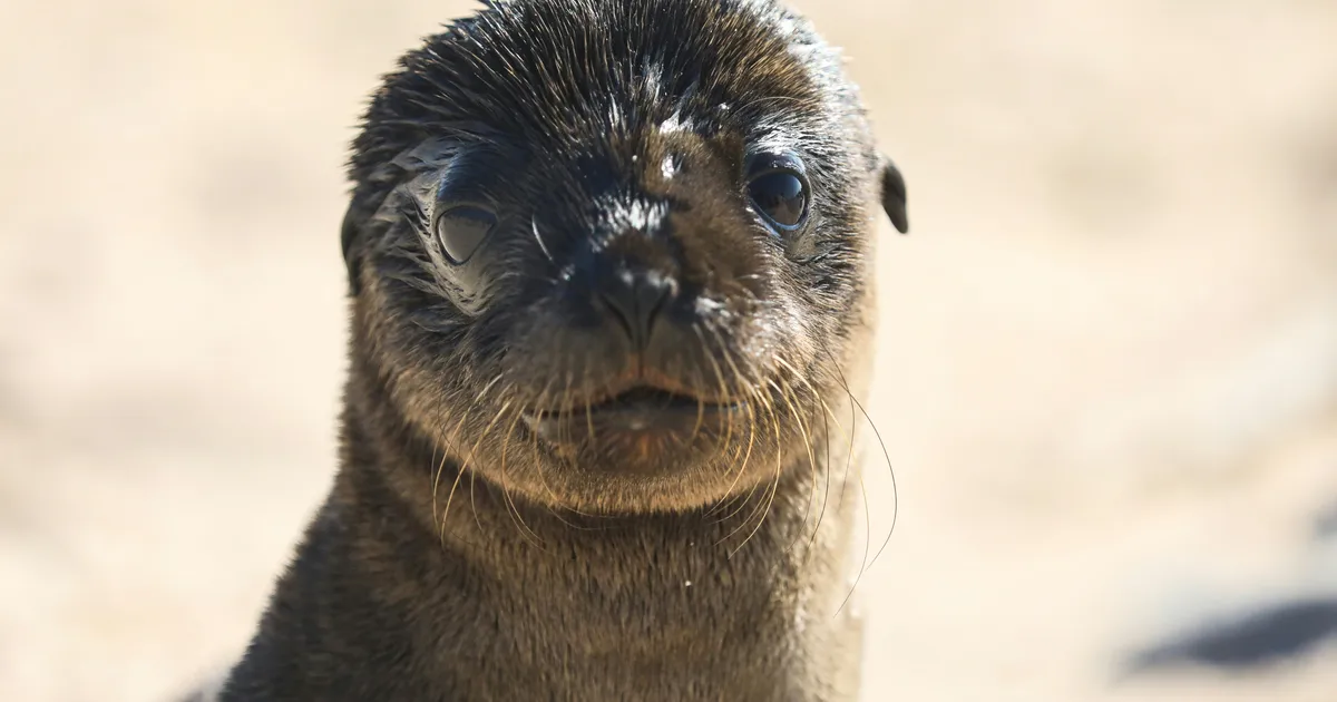 Sealioning: Meaning And What to Do If It Happens