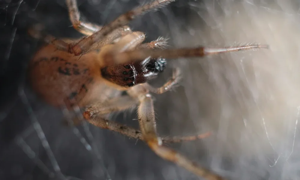 False Widow Hospitalisations: Why They Rose And What To Do