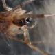 False Widow Hospitalisations: Why They Rose And What To Do