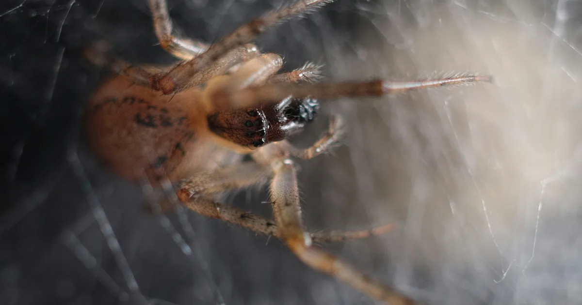 False Widow Hospitalisations: Why They Rose And What To Do