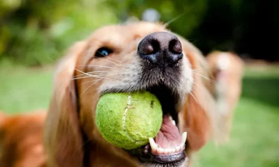 Vets warn that tennis balls can damage a dog's teeth and cause internal blockages.