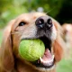 Vets warn that tennis balls can damage a dog's teeth and cause internal blockages.