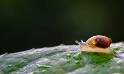 Why You Should Use Raw Wool In Your Garden