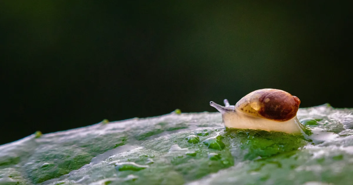 Why You Should Use Raw Wool In Your Garden