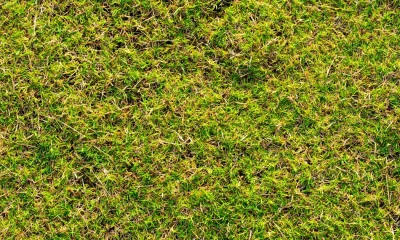 UK Gardeners Warned To Check For Footprints On Their Lawn