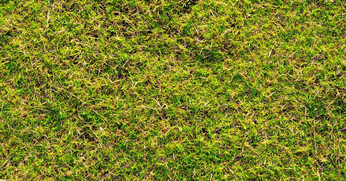 UK Gardeners Warned To Check For Footprints On Their Lawn