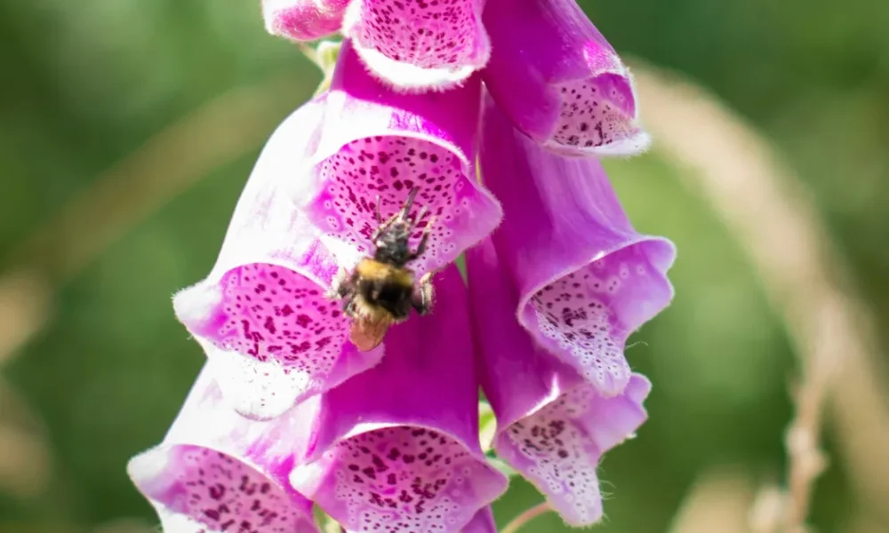 5 Pollinator-Friendly Flowers To Bring Wildlife To Your Garden