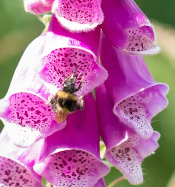 5 Pollinator-Friendly Flowers To Bring Wildlife To Your Garden