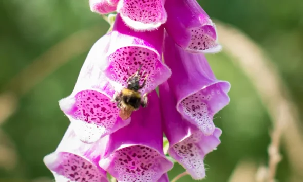 5 Pollinator-Friendly Flowers To Bring Wildlife To Your Garden