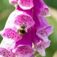 5 Pollinator-Friendly Flowers To Bring Wildlife To Your Garden