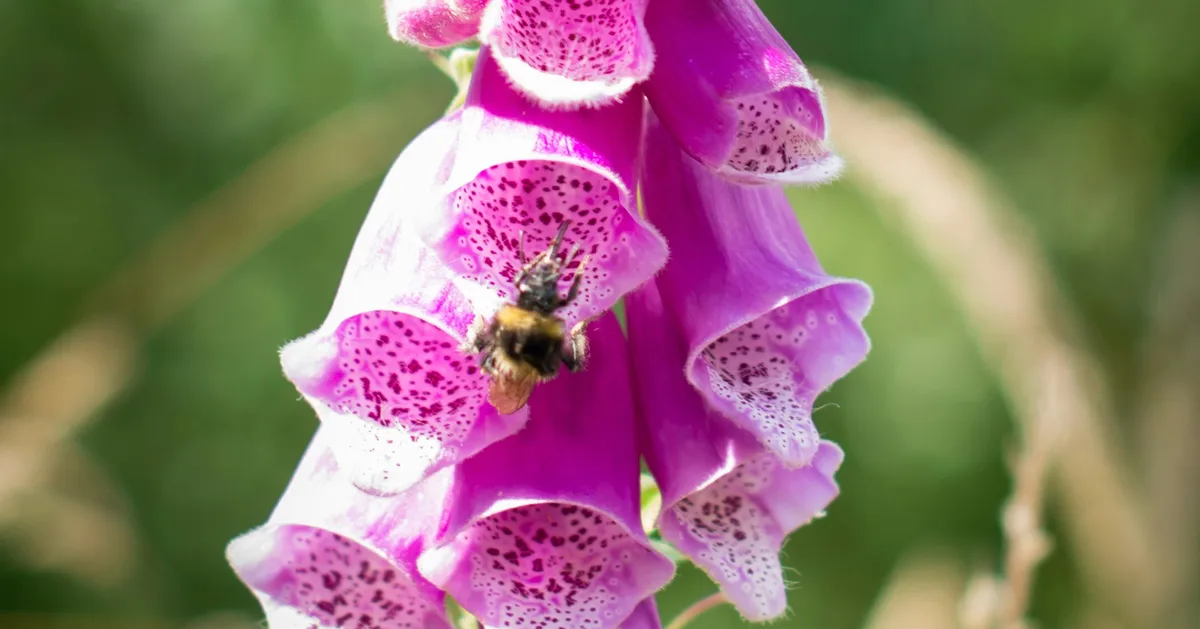 5 Pollinator-Friendly Flowers To Bring Wildlife To Your Garden