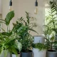The Best Chemical-Free Way To Get Rid Of Houseplant Flies