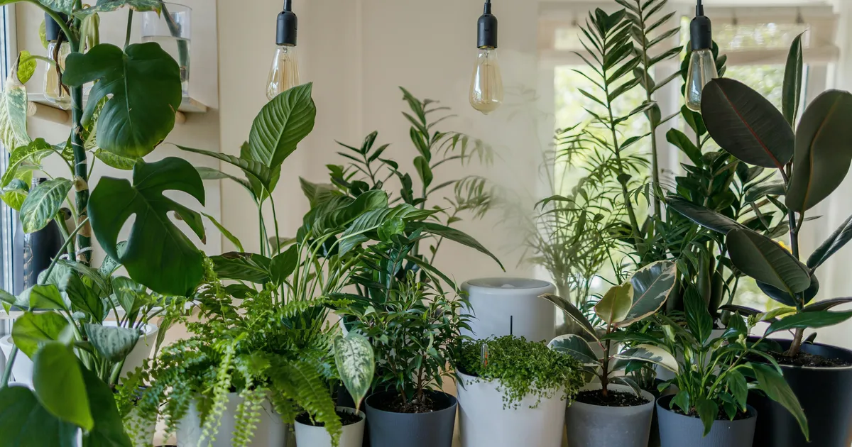 The Best Chemical-Free Way To Get Rid Of Houseplant Flies