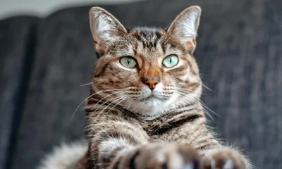 Indoor Vs Outdoor Cat Lifespans, Explained